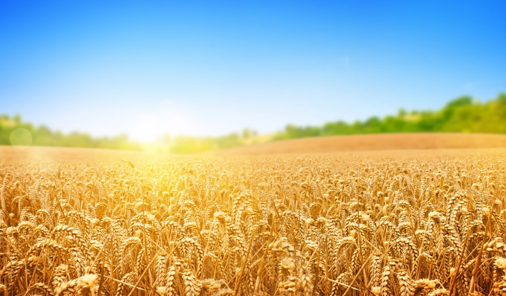 Wheat Field for 1024 x 600 widescreen resolution