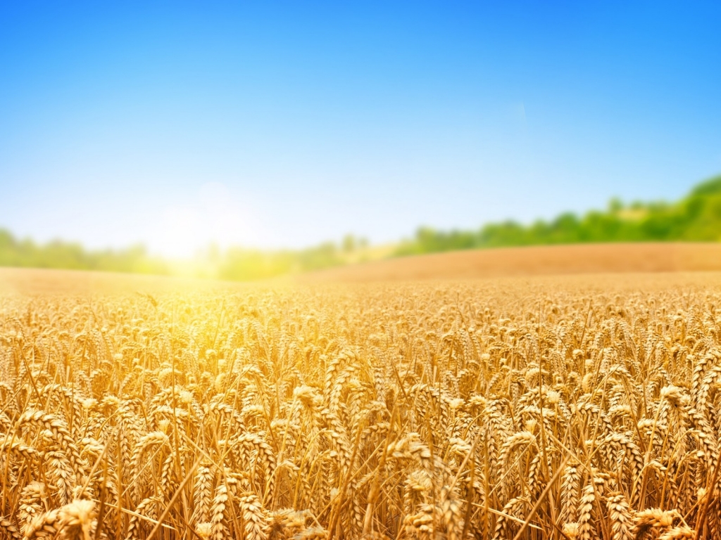 Wheat Field for 1024 x 768 resolution