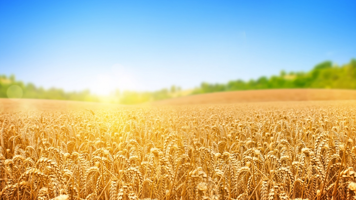 Wheat Field for 1366 x 768 HDTV resolution