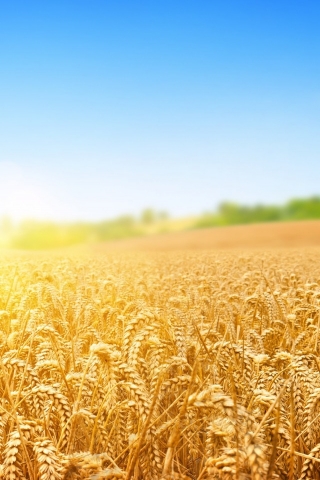 Wheat Field for 320 x 480 iPhone resolution