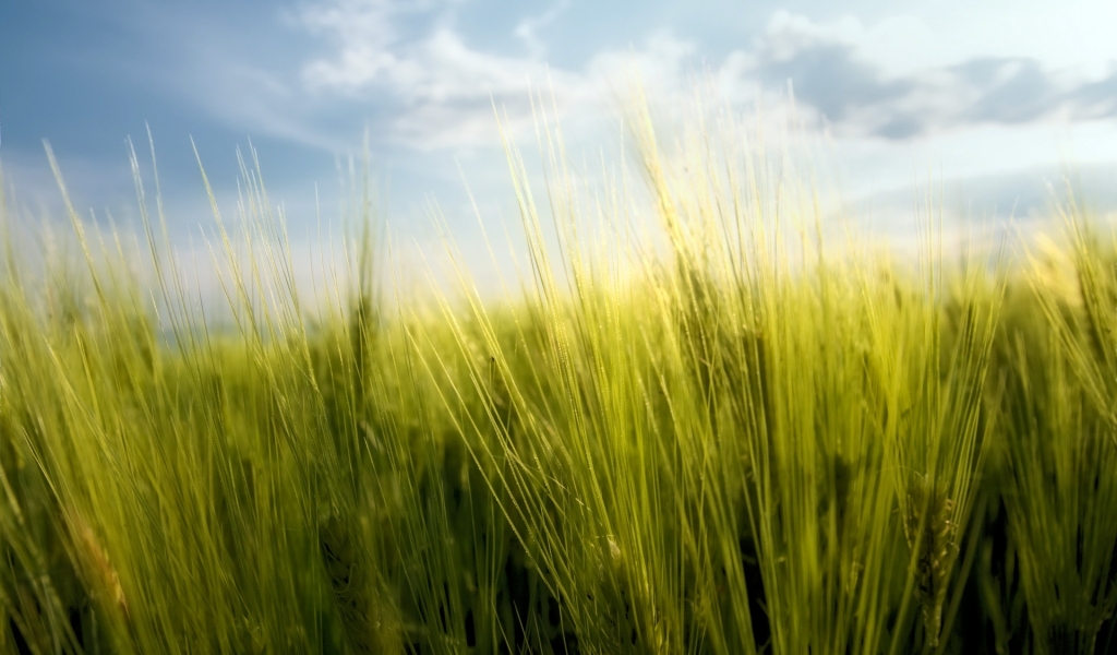 Wheat Spring for 1024 x 600 widescreen resolution