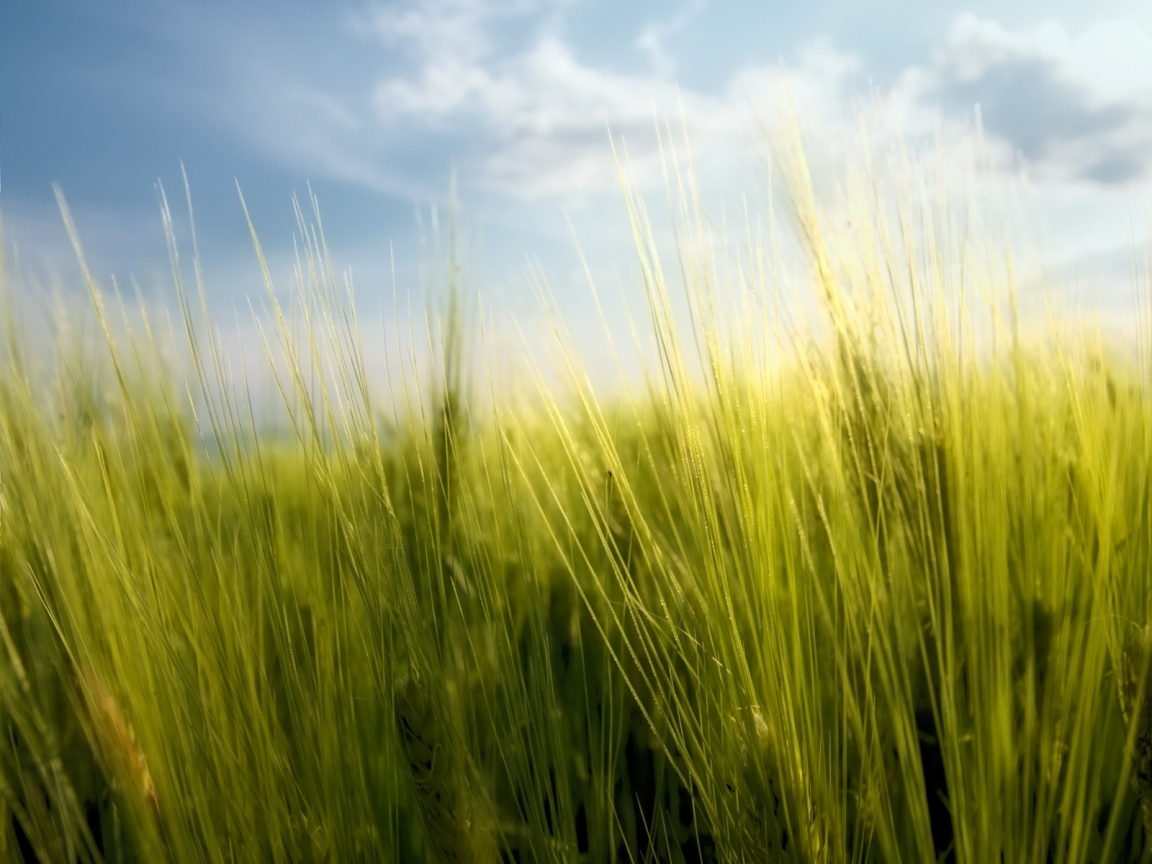 Wheat Spring for 1152 x 864 resolution