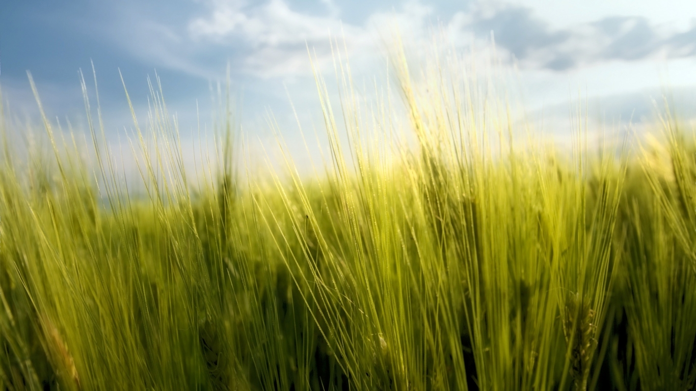 Wheat Spring for 1366 x 768 HDTV resolution
