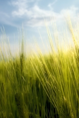Wheat Spring for 320 x 480 iPhone resolution