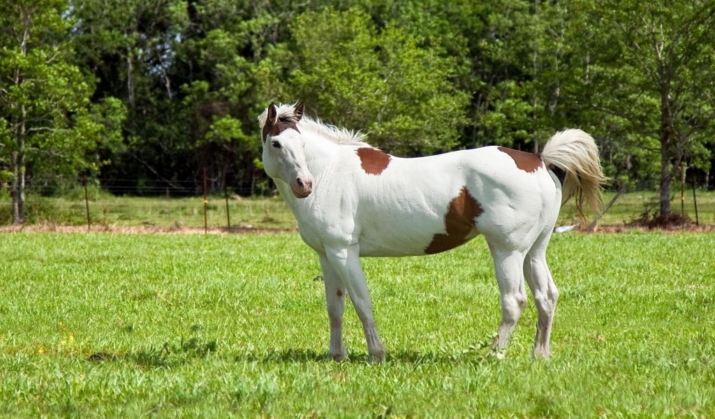 White and Brown Horse for 1024 x 600 widescreen resolution