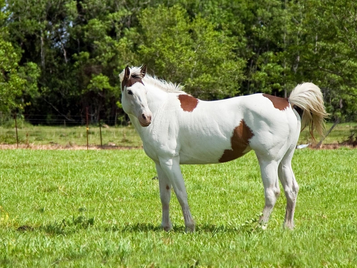 White and Brown Horse for 1152 x 864 resolution