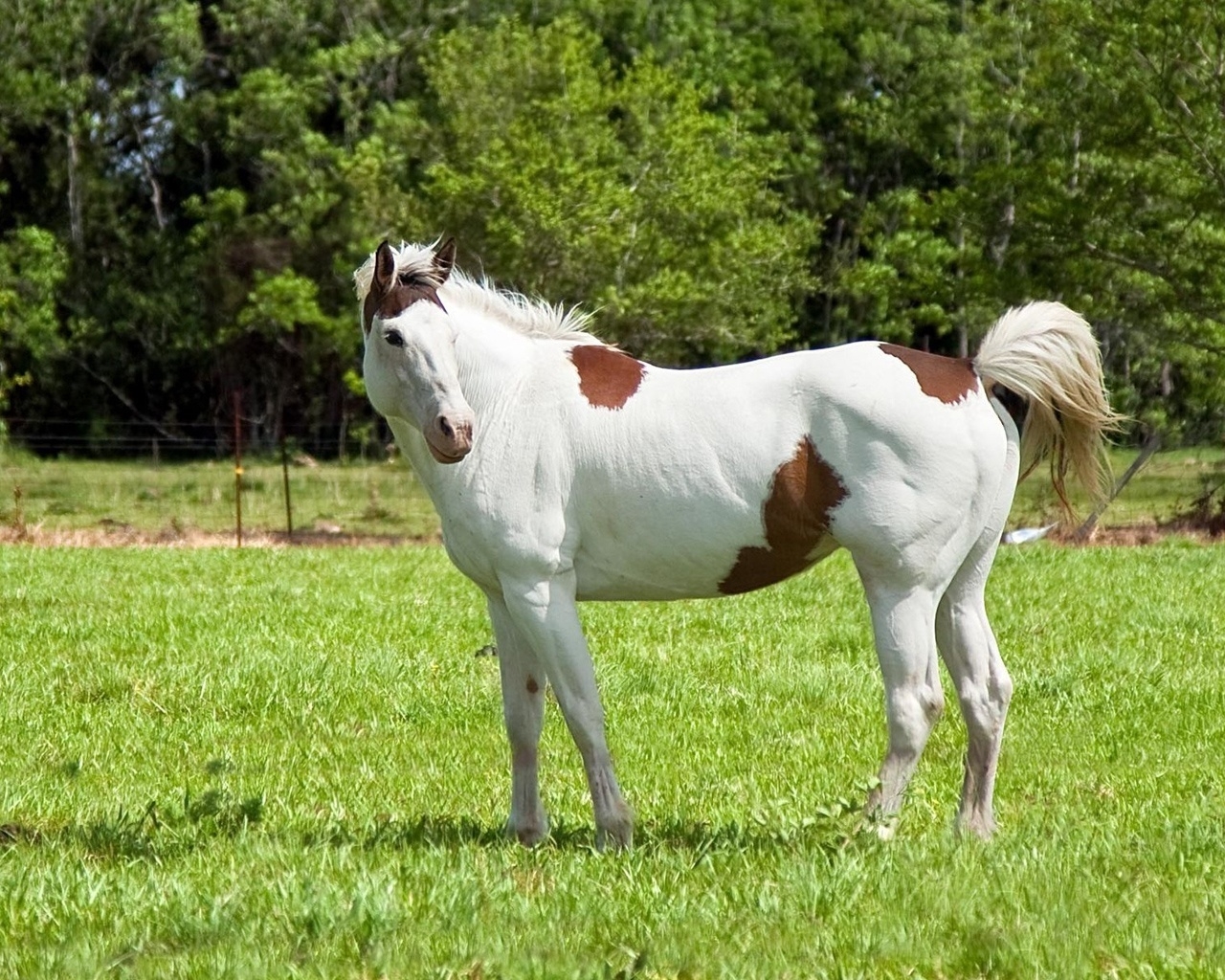White and Brown Horse for 1280 x 1024 resolution