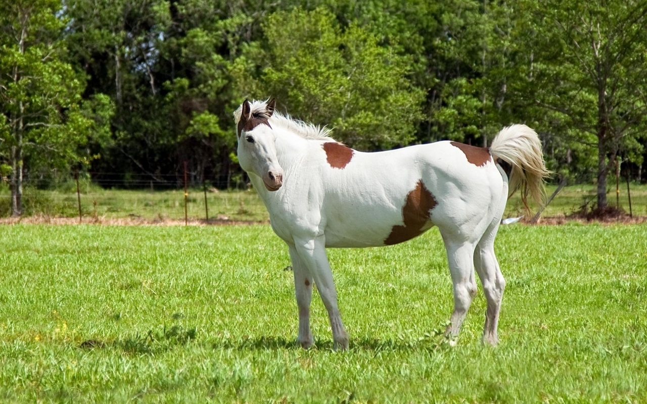 White and Brown Horse for 1280 x 800 widescreen resolution