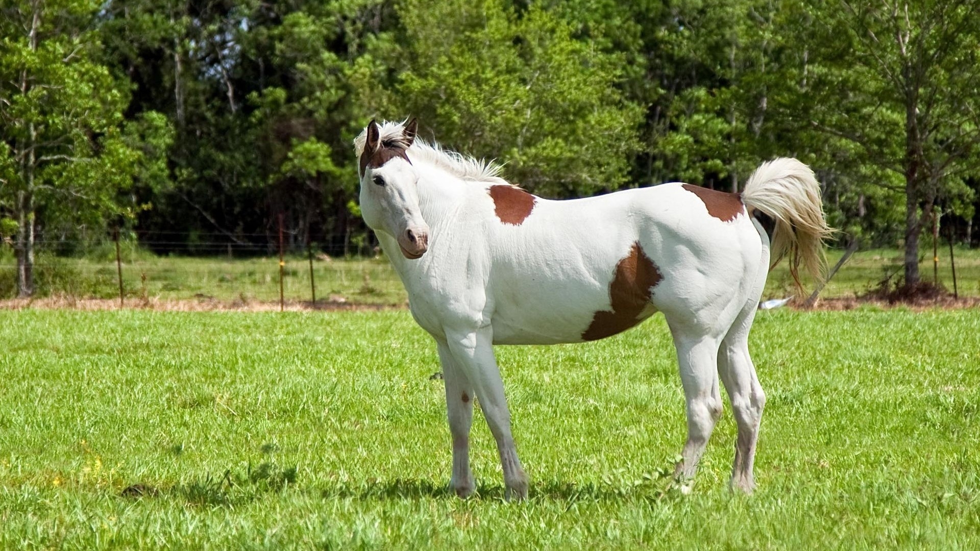 White and Brown Horse for 1920 x 1080 HDTV 1080p resolution