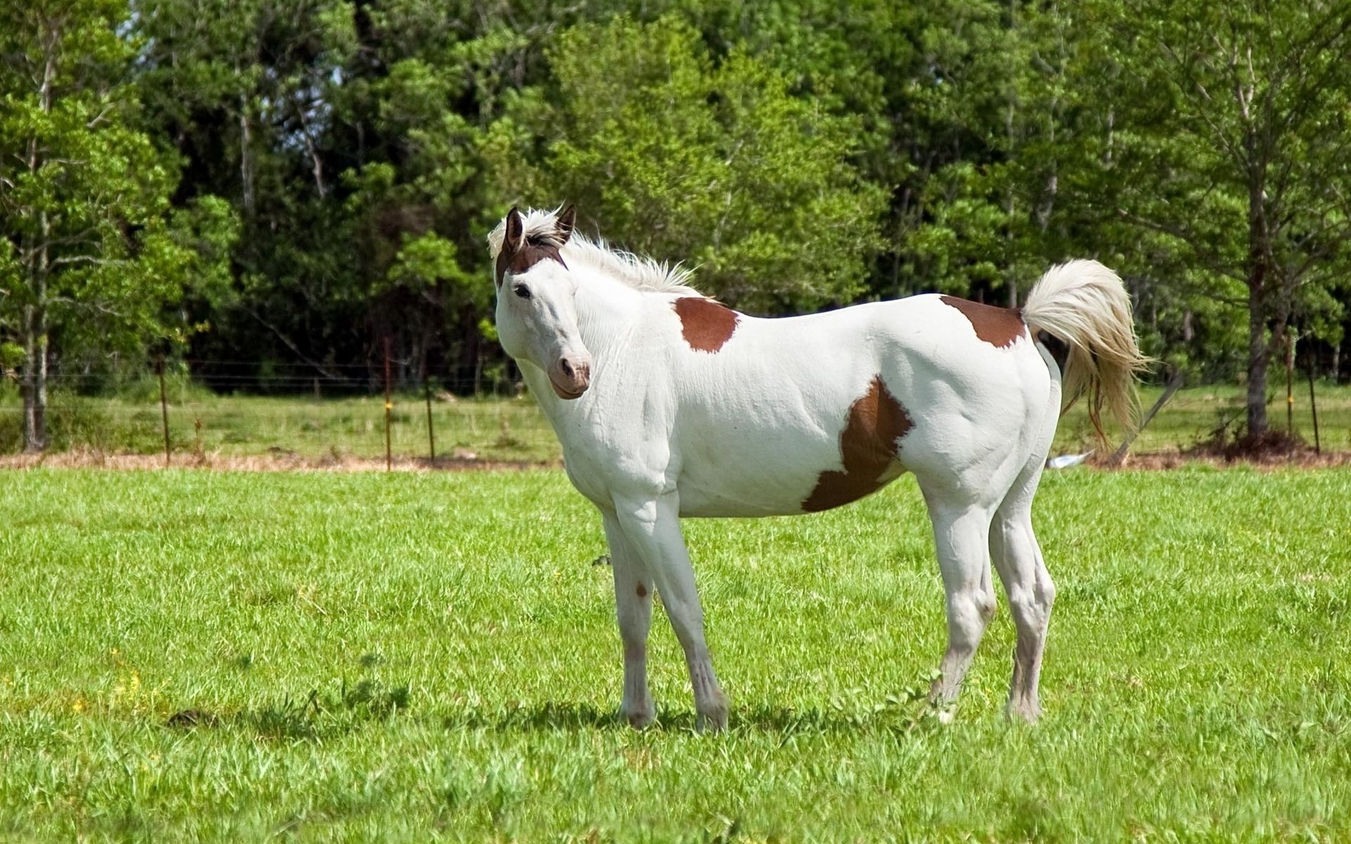 White and Brown Horse for 1920 x 1200 widescreen resolution