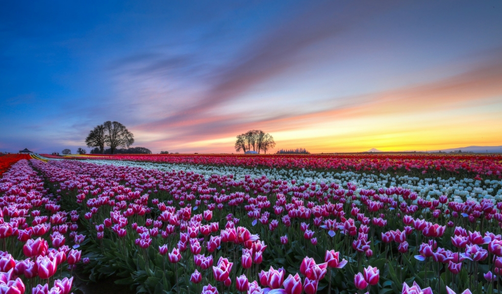 White and Purple Tulips Field for 1024 x 600 widescreen resolution