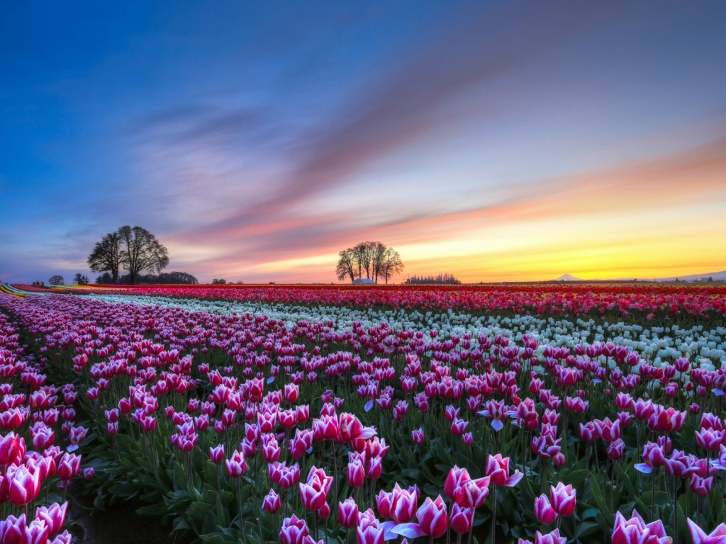 White and Purple Tulips Field for 1024 x 768 resolution