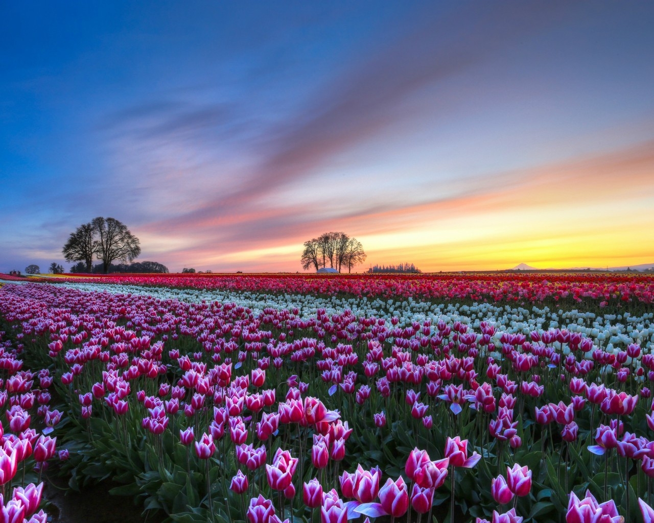 White and Purple Tulips Field for 1280 x 1024 resolution