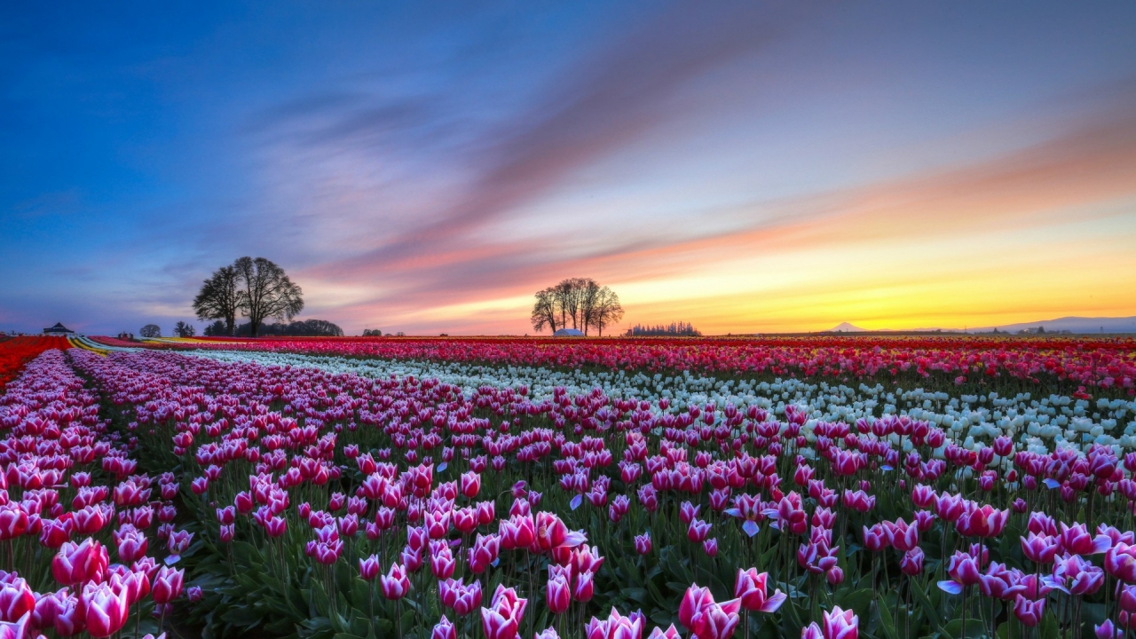 White and Purple Tulips Field for 1280 x 720 HDTV 720p resolution