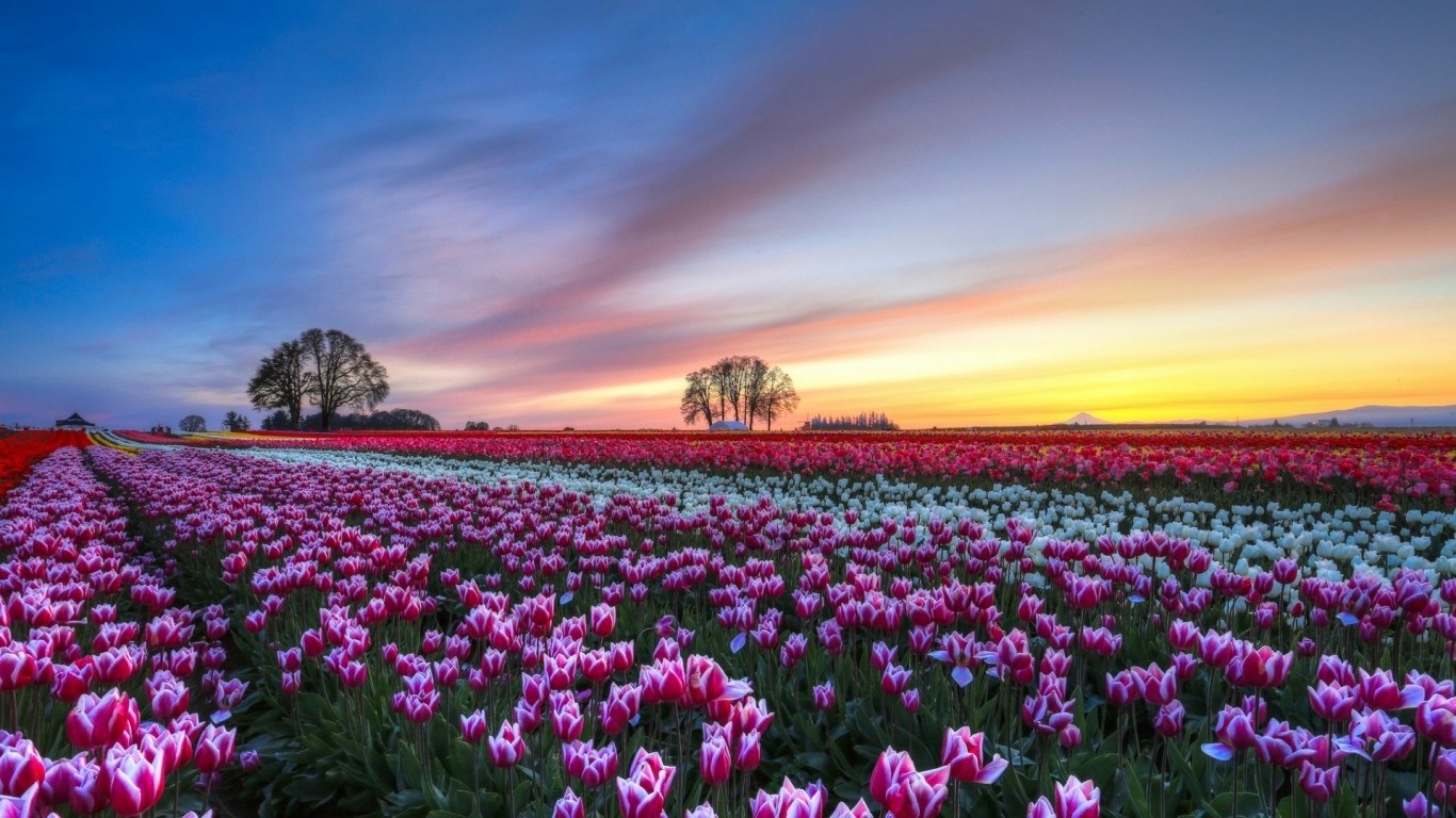 White and Purple Tulips Field for 1366 x 768 HDTV resolution