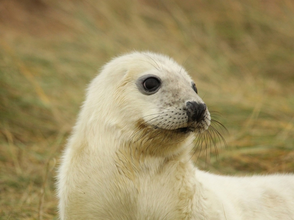 White Baby Seal for 1024 x 768 resolution
