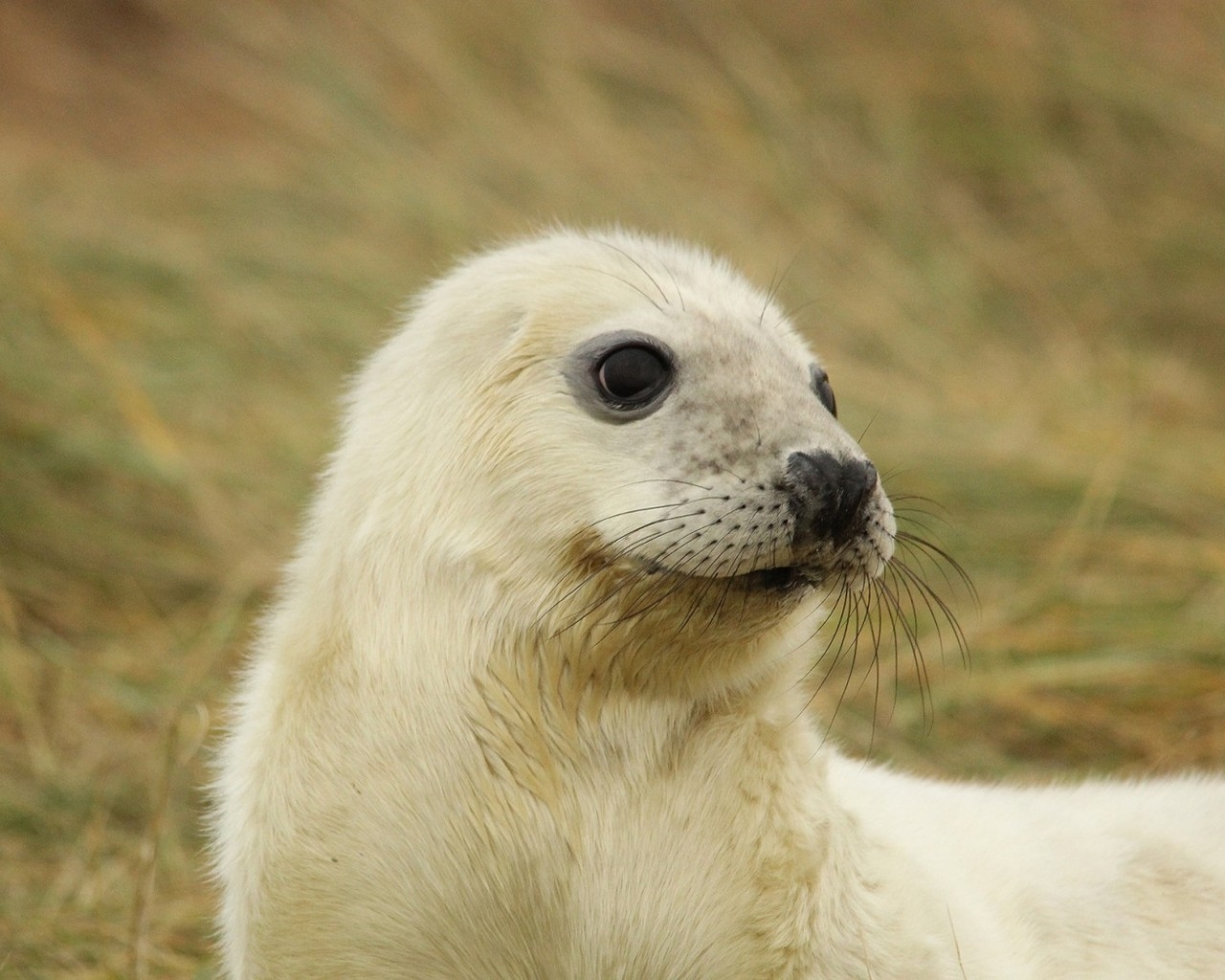 White Baby Seal for 1280 x 1024 resolution