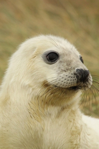 White Baby Seal for 320 x 480 iPhone resolution
