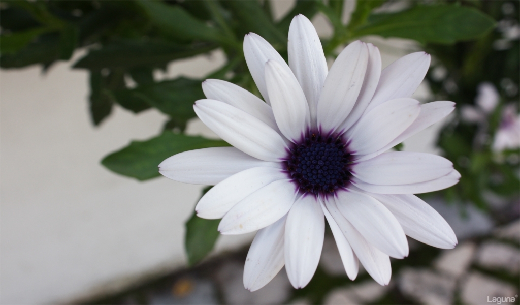 White Beautiful Flower for 1024 x 600 widescreen resolution