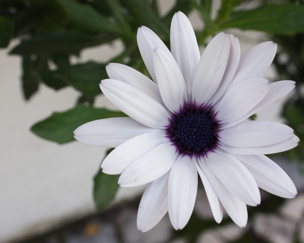 White Beautiful Flower for 1280 x 1024 resolution
