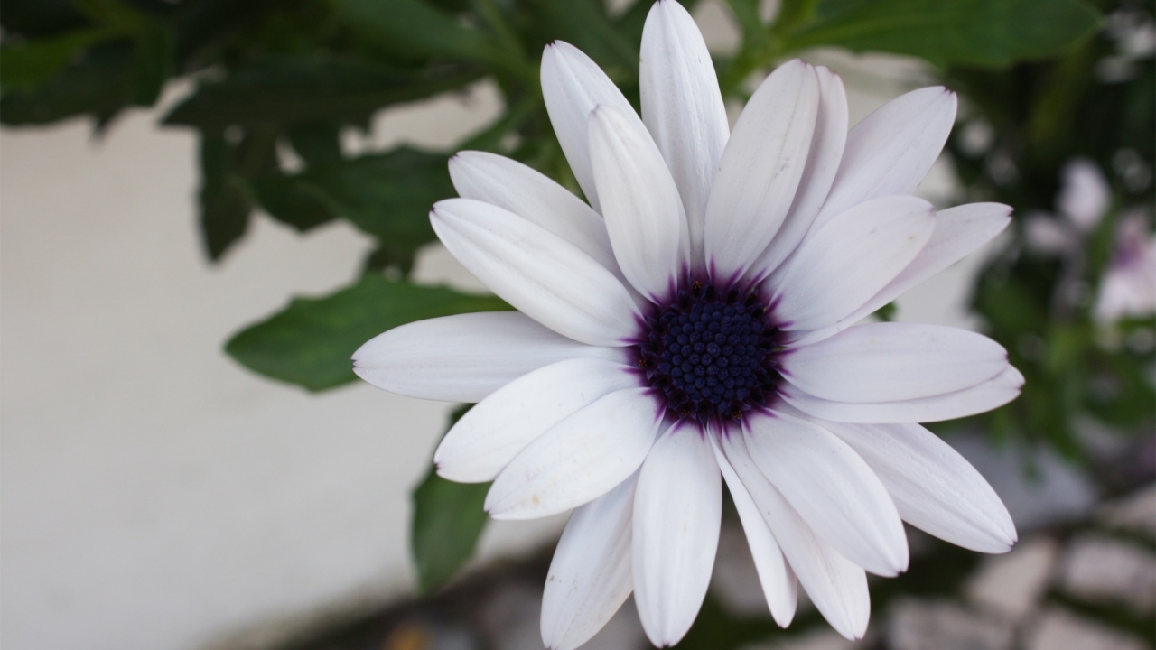 White Beautiful Flower for 1280 x 720 HDTV 720p resolution