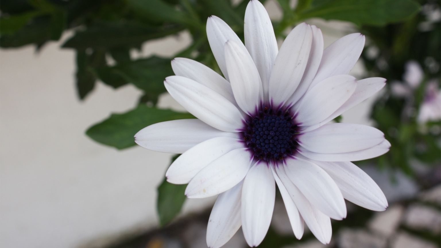White Beautiful Flower for 1536 x 864 HDTV resolution