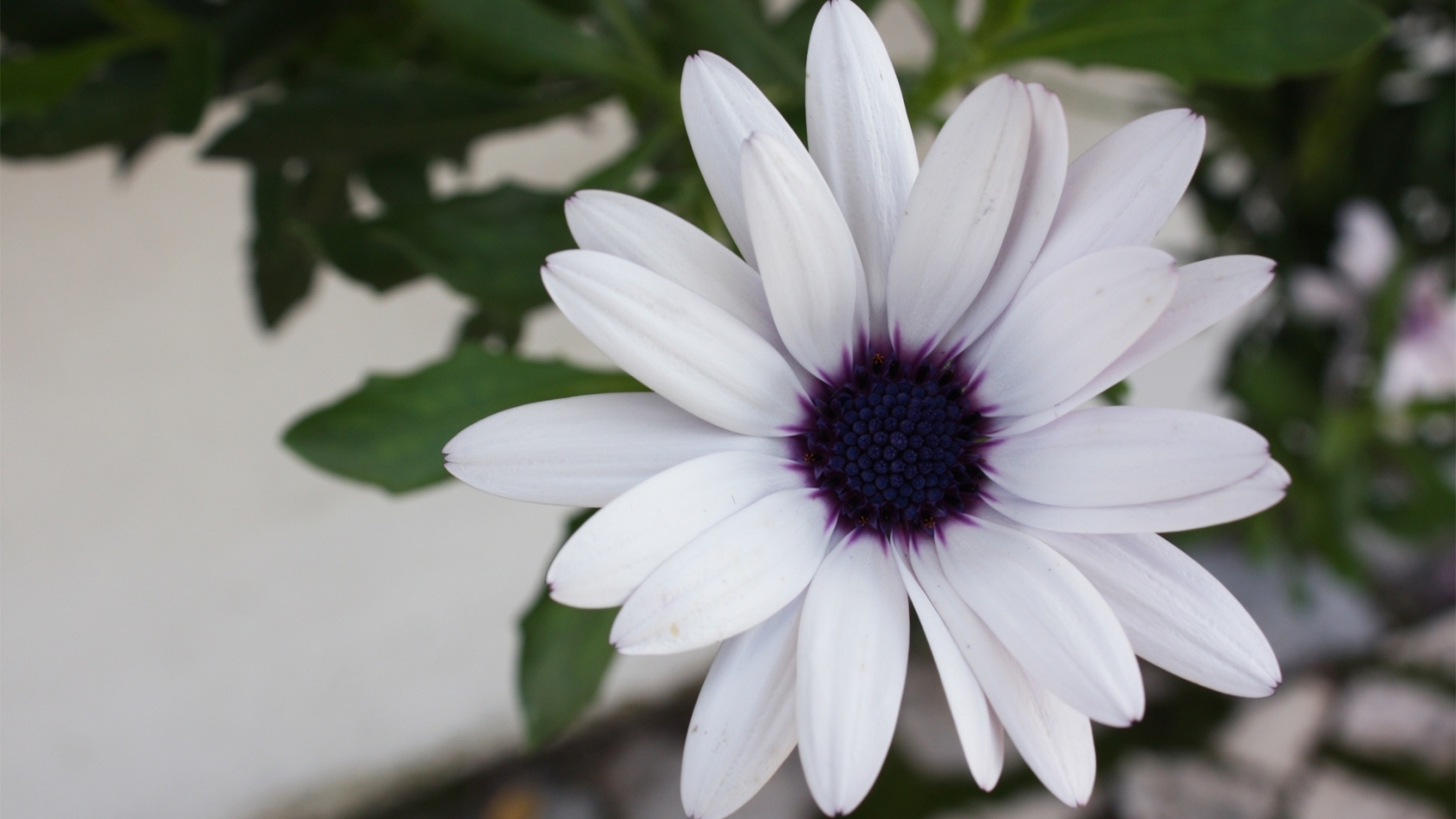 White Beautiful Flower for 1680 x 945 HDTV resolution