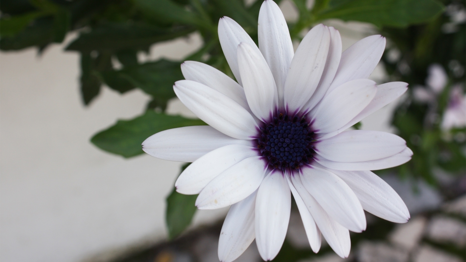White Beautiful Flower for 1920 x 1080 HDTV 1080p resolution
