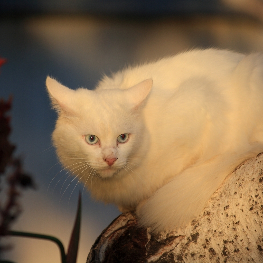 White Cat for 1024 x 1024 iPad resolution