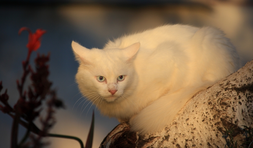White Cat for 1024 x 600 widescreen resolution