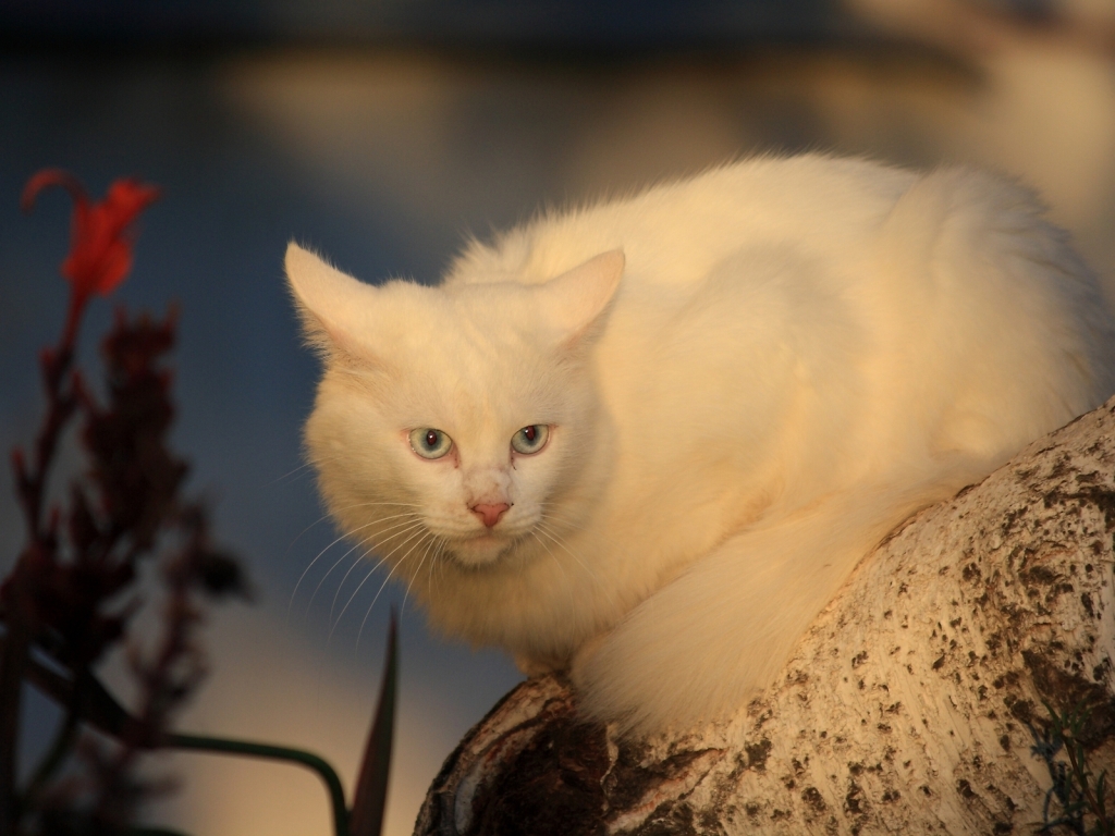White Cat for 1024 x 768 resolution
