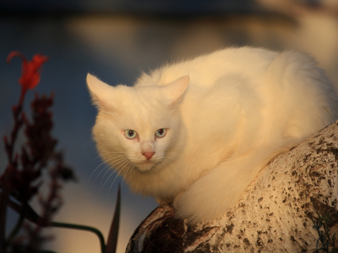White Cat for 1152 x 864 resolution