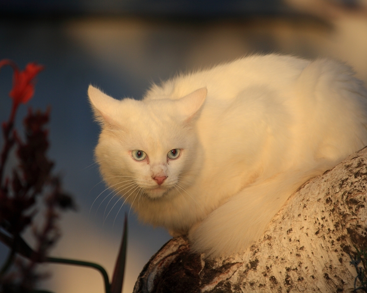 White Cat for 1280 x 1024 resolution