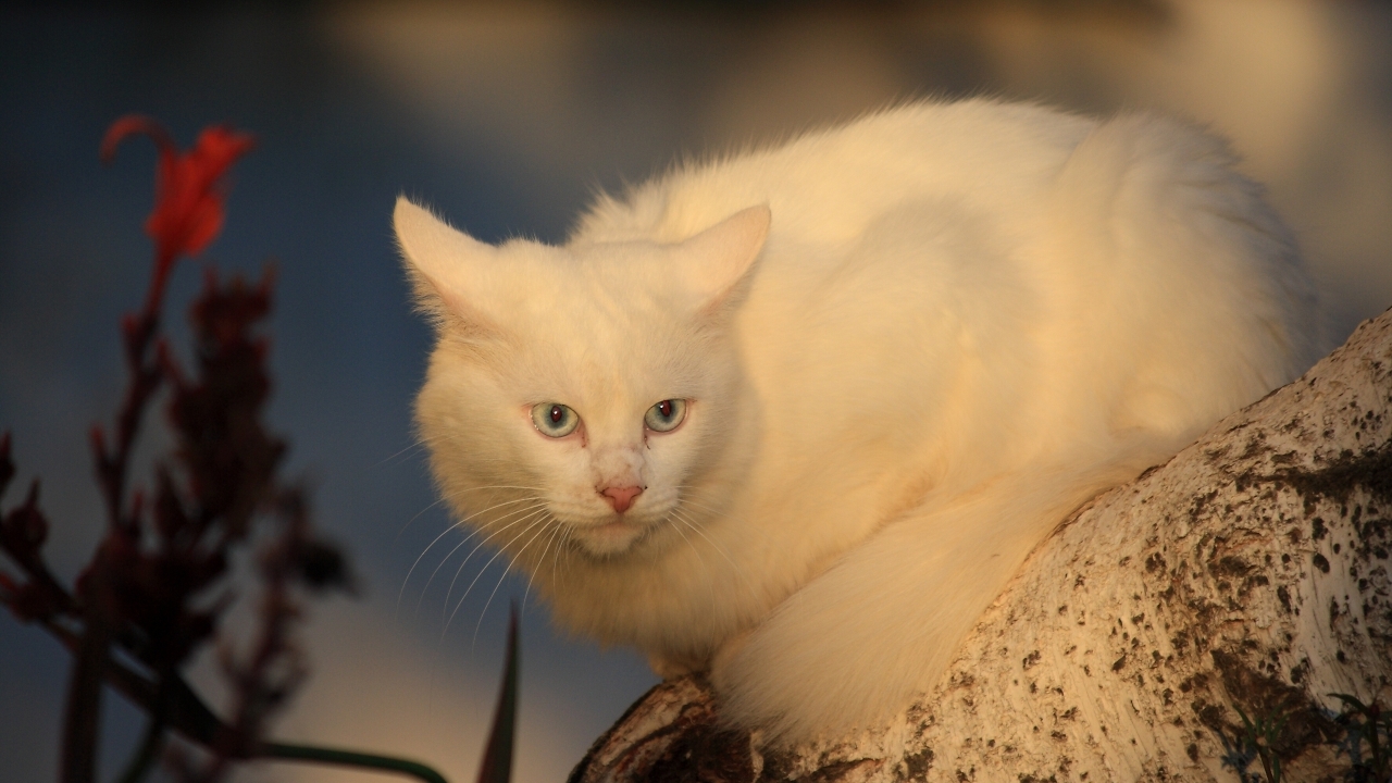White Cat for 1280 x 720 HDTV 720p resolution