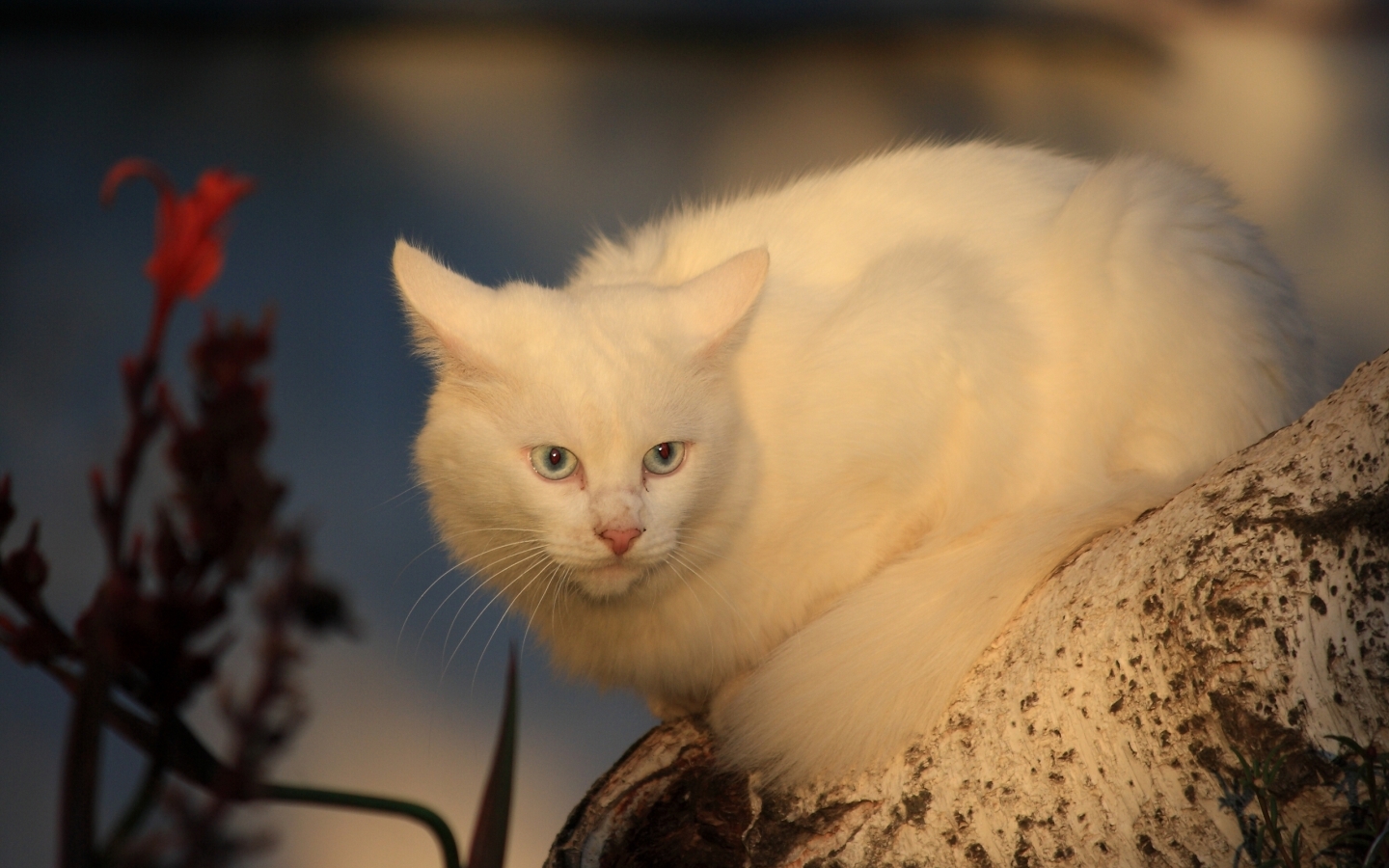 White Cat for 1440 x 900 widescreen resolution