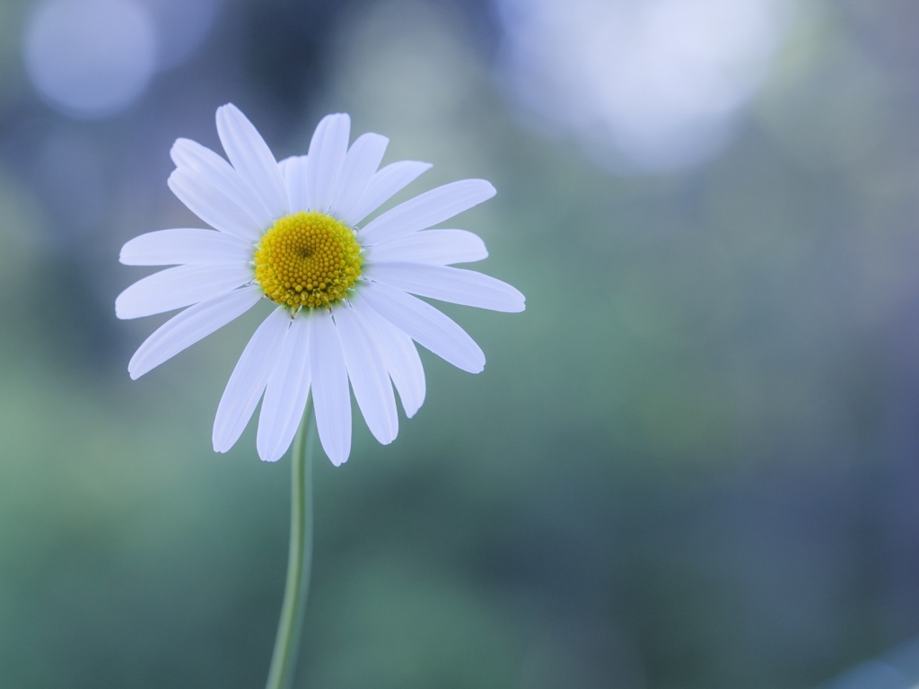 White Chamomile for 1024 x 768 resolution