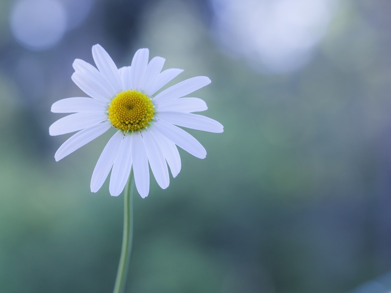 White Chamomile for 1280 x 960 resolution