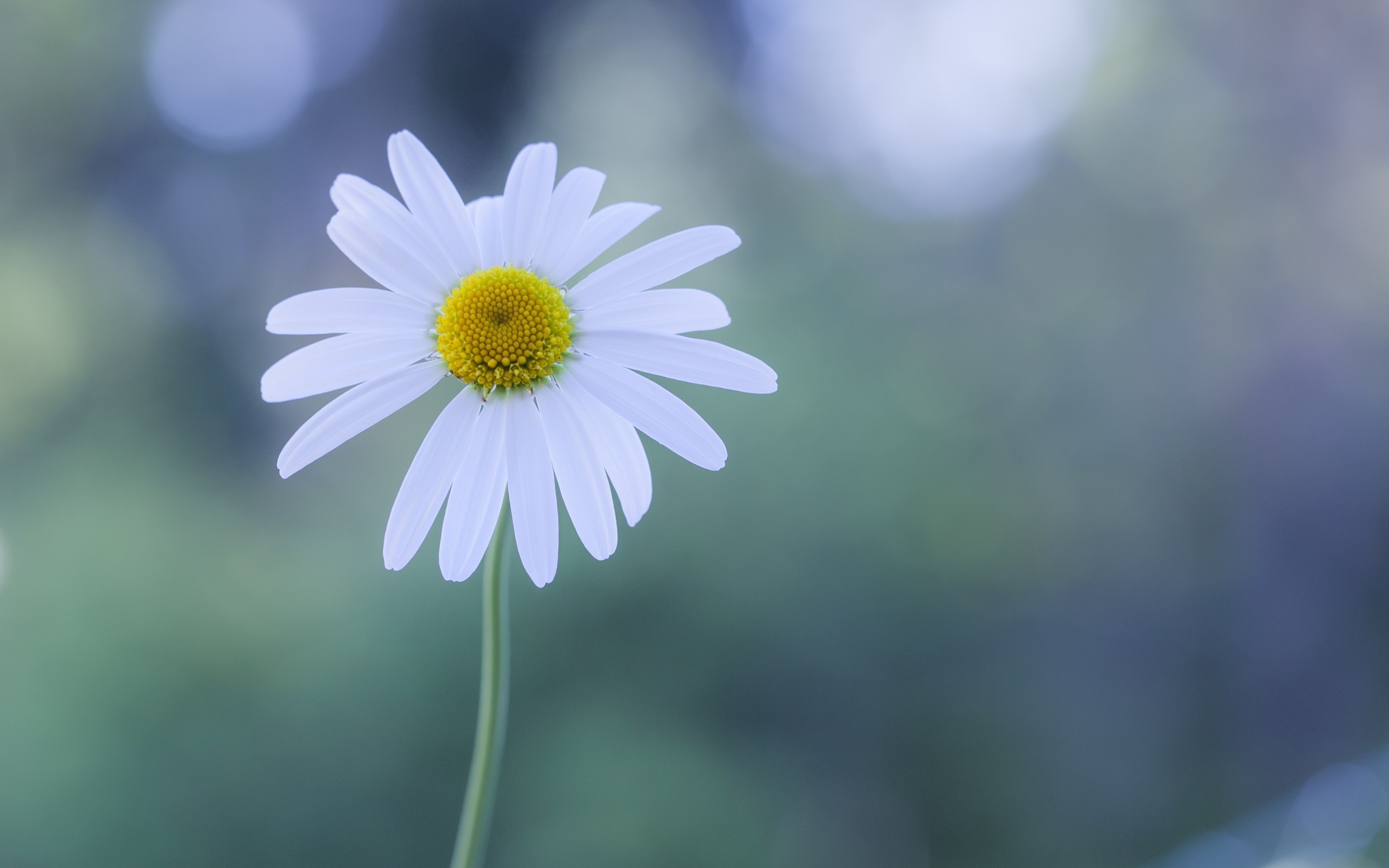 White Chamomile for 2880 x 1800 Retina Display resolution