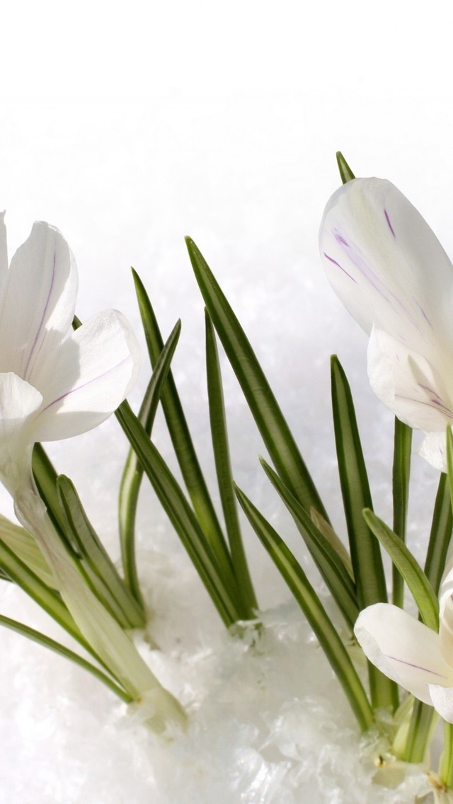 White Crocus for 640 x 1136 iPhone 5 resolution