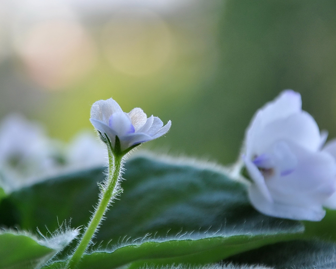 White Cute Flower for 1280 x 1024 resolution