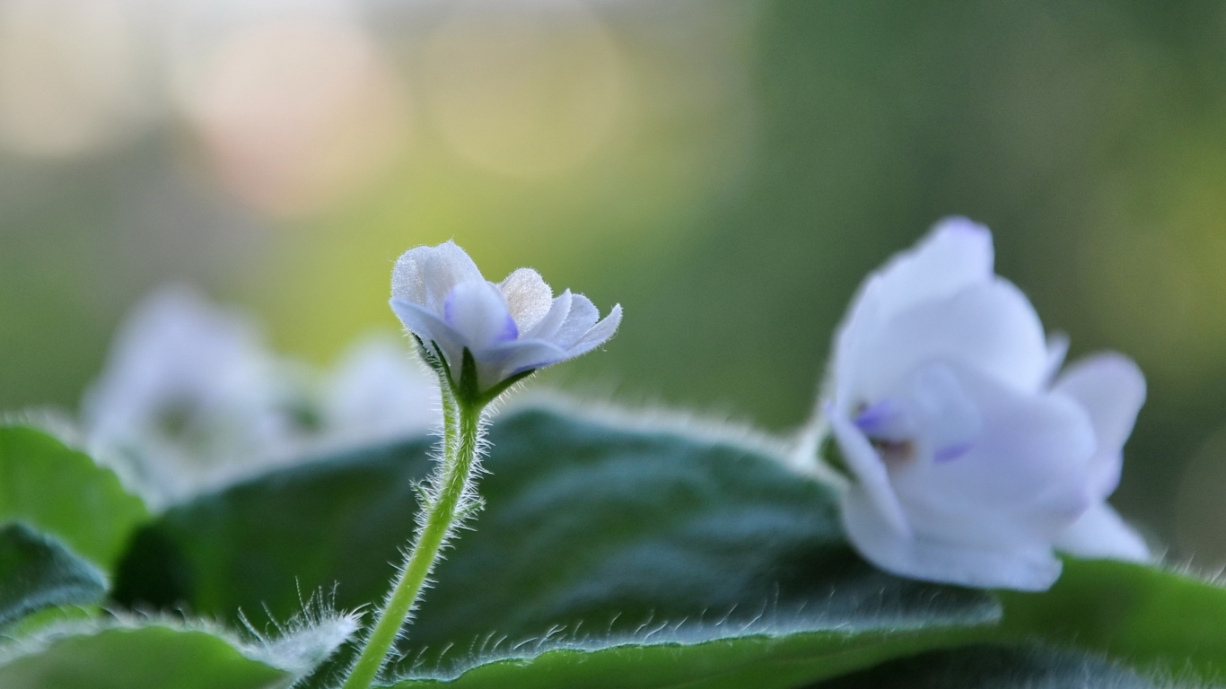 White Cute Flower for 1366 x 768 HDTV resolution