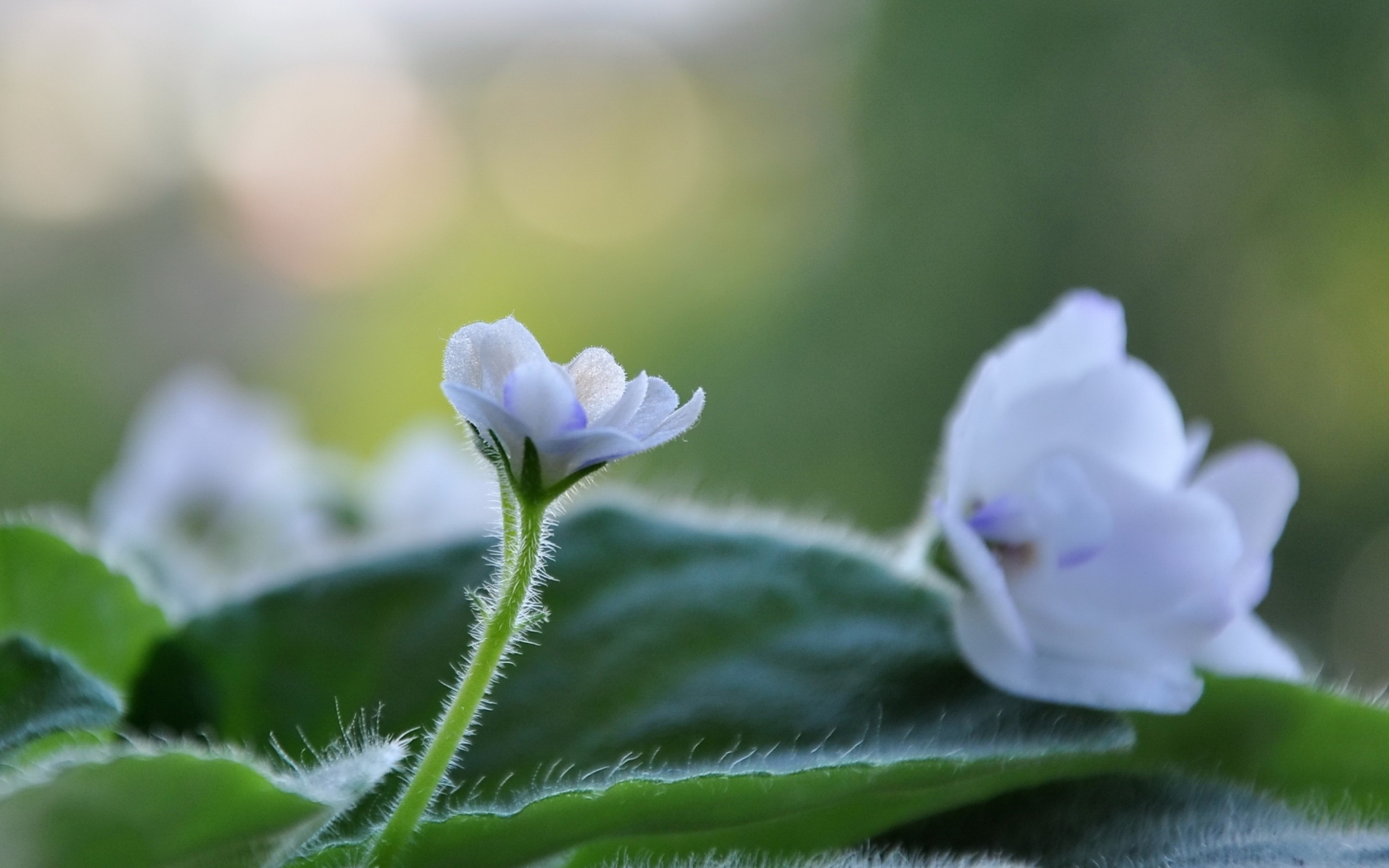 White Cute Flower for 1680 x 1050 widescreen resolution