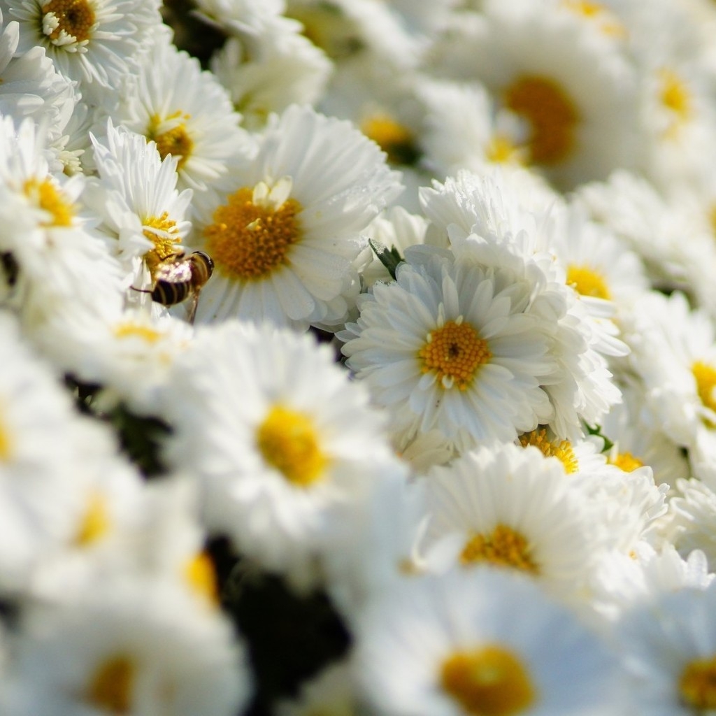 White Daisies  for 1024 x 1024 iPad resolution