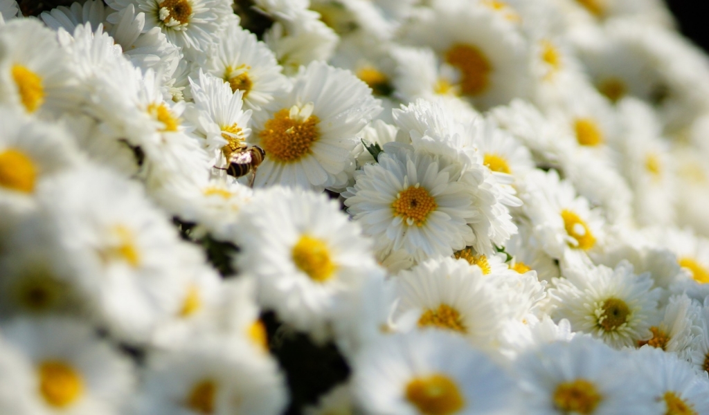 White Daisies  for 1024 x 600 widescreen resolution
