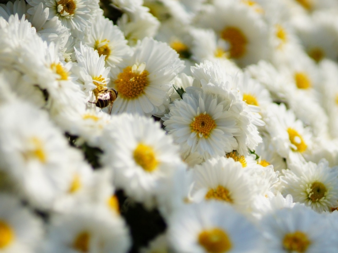 White Daisies  for 1152 x 864 resolution