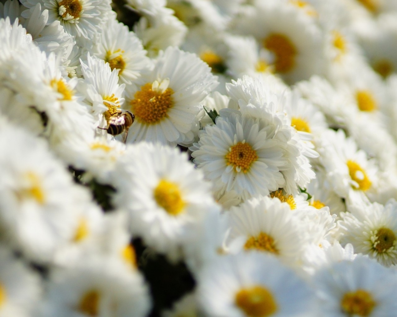 White Daisies  for 1280 x 1024 resolution