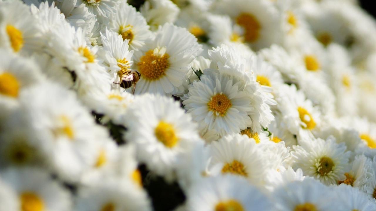 White Daisies  for 1280 x 720 HDTV 720p resolution