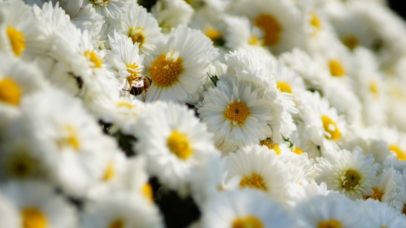 White Daisies  for 1366 x 768 HDTV resolution