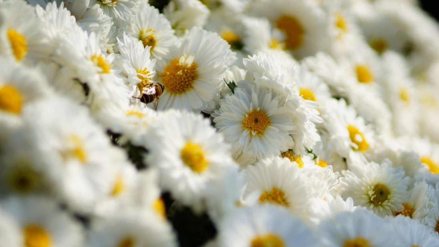 White Daisies  for 1536 x 864 HDTV resolution