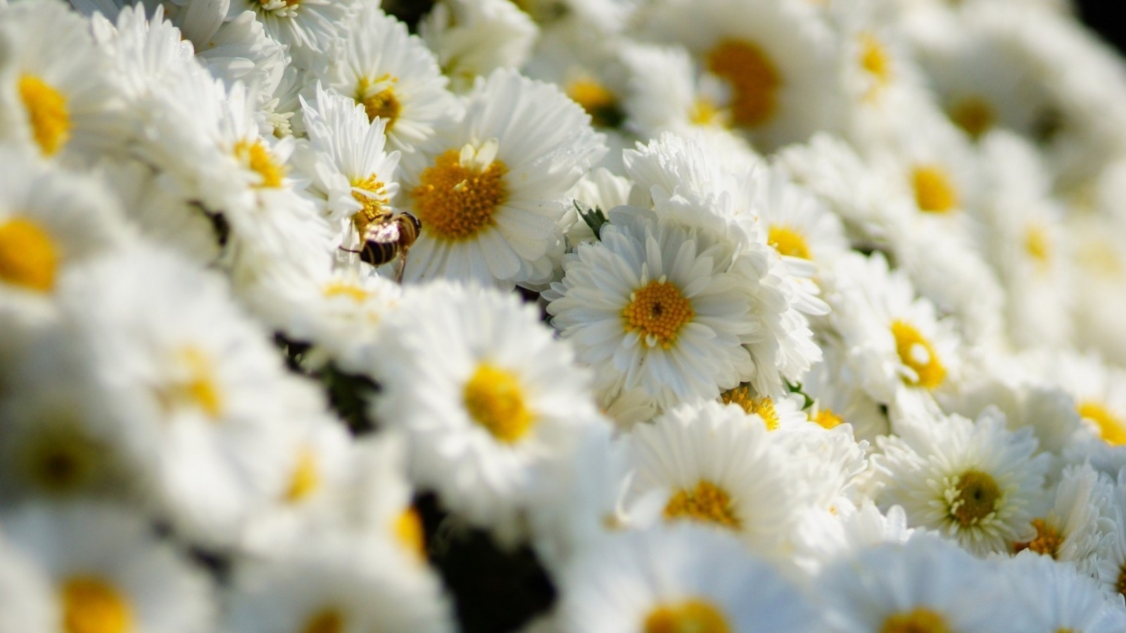 White Daisies  for 1600 x 900 HDTV resolution